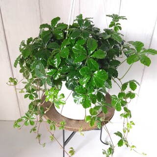 シッサス【シュガーバイン】人気！爽やかな観葉植物‼️吊り鉢！5号鉢