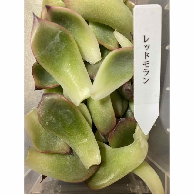 【6種類】多肉植物葉挿し30枚セット ハンドメイドのフラワー/ガーデン(その他)の商品写真