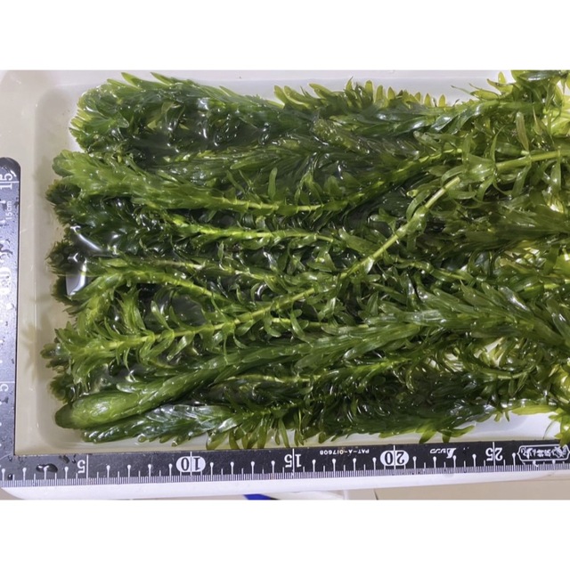お買い得 アナカリス20cm以上20本 水草産卵床産卵用越冬冬眠隠れ家金魚メダカ その他のペット用品(アクアリウム)の商品写真
