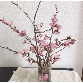 2023年　乙女桜　さくら　開花間近　生花　枝　30cm 8〜10本(その他)