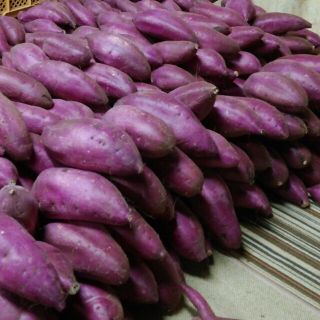千葉県産　べにはるか　さつまいも　サツマイモ　サイズおまかせ約5.0㎏(野菜)