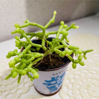 多肉植物　サボテン　リプサリス(その他)