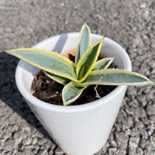 アガベ  アメリカーナ  斑入り  子株(その他)