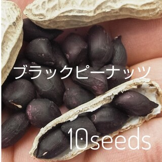 レア！ ブラックピーナッツ 黒落花生 種10粒(野菜)