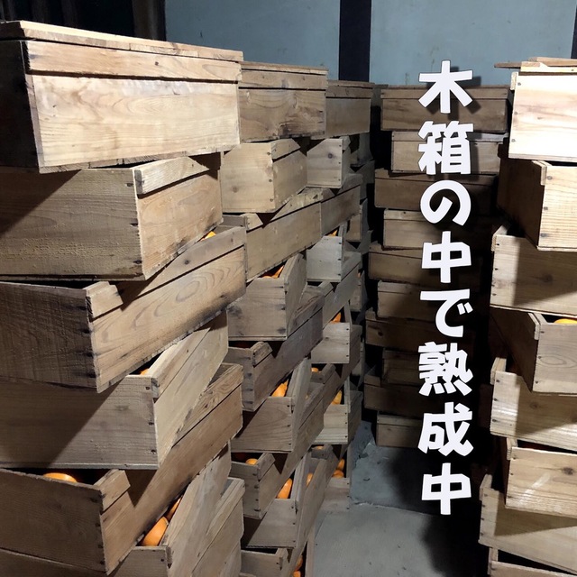 みかん 10kg 蔵出しみかん 和歌山県産 農薬不使用 食品/飲料/酒の食品(フルーツ)の商品写真