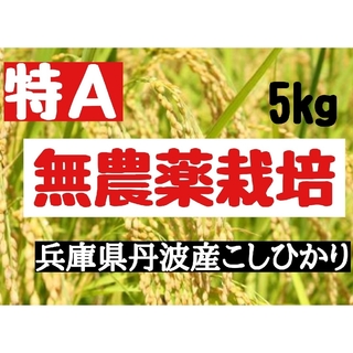 兵庫県丹波産こしひかり玄米5kg(令和4年産)(米/穀物)
