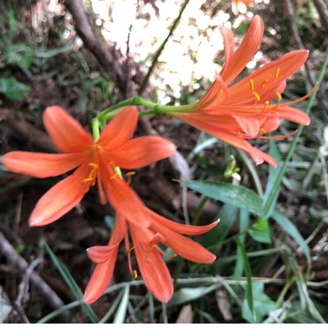 1球　キツネのカミソリ　狐の剃刀　球根  オレンジ色の花 可愛らしい 小さめの花