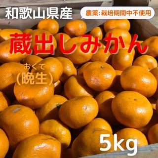 みかん 5kg 蔵出しみかん 和歌山県産 農薬不使用(フルーツ)