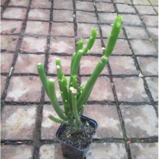 ユーフォルビア・オンコクラータ　苗　多肉植物(その他)