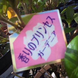 クチナシ　ガーデニア　苗　花木　観葉植物(その他)