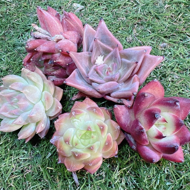 ５苗セット　多肉植物　韓国苗　アガボイデスhyb ハンドメイドのフラワー/ガーデン(その他)の商品写真