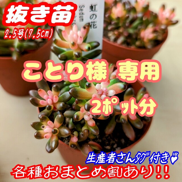 レア♪【抜き苗】 虹の花×2 多肉植物 セダム 紅葉 プレステラ プラ鉢