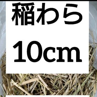 【農家直送】稲藁 稲わら 敷き藁 切り藁 150g 5