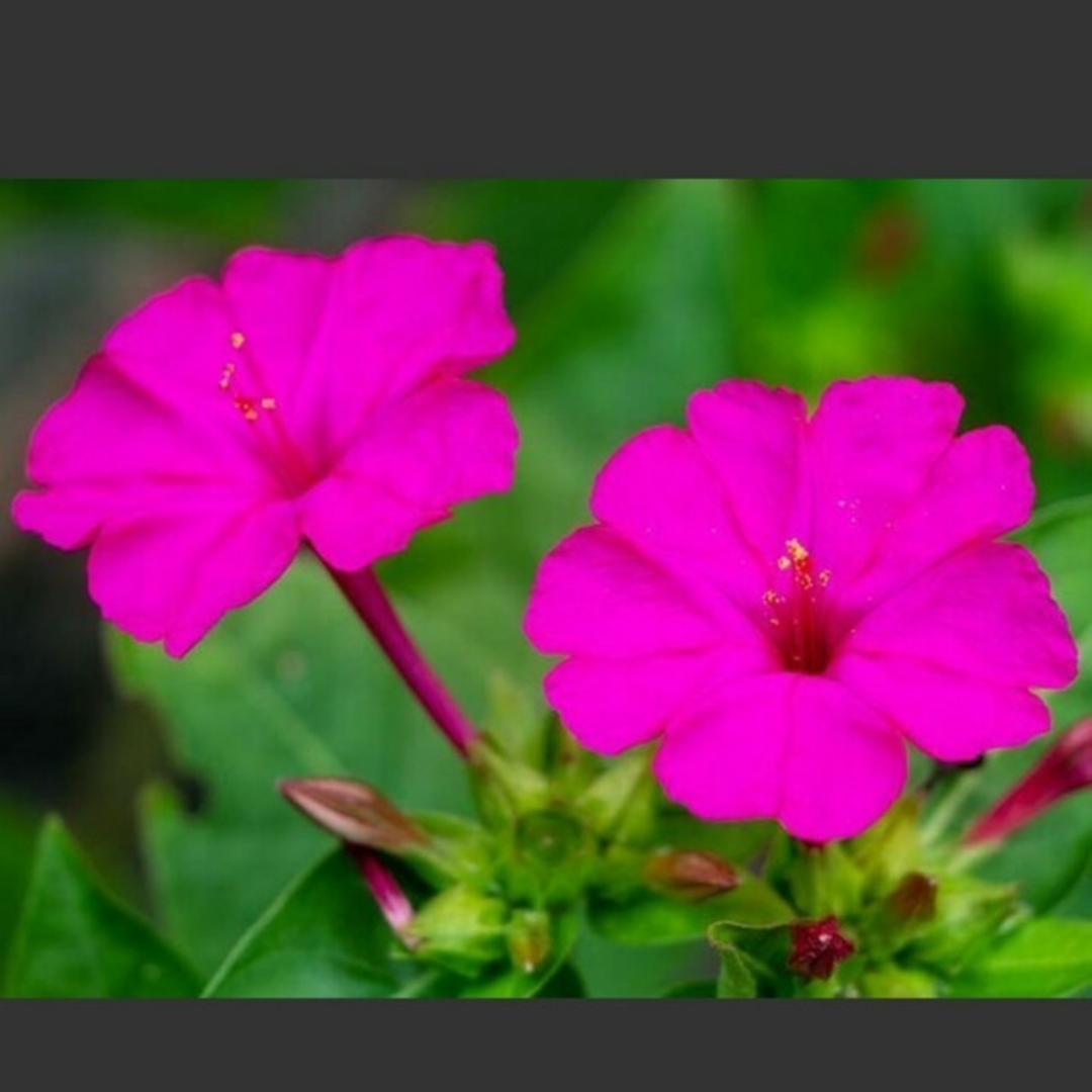 オシロイバナ（濃ピンク色）の種 ハンドメイドのフラワー/ガーデン(その他)の商品写真