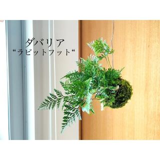 《専用》ダバリアラビットフットの苔玉とビカクシダの苔玉(その他)