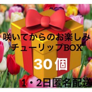 チューリップ　球根　春　植物　入学式　可愛い　まとめ売り　1・2日匿名配送(ドライフラワー)