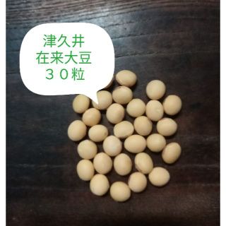 【津久井在来大豆　30粒】　晩生　枝豆も！　/　自然栽培　在来種　昨年 自家採種(野菜)