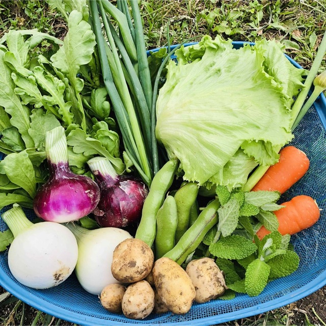 【無農薬野菜】看護師が育てる優しい野菜詰め合わせセット　採れたて野菜詰合 食品/飲料/酒の食品(野菜)の商品写真