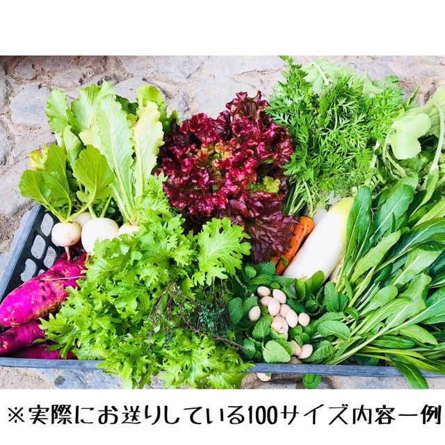 【無農薬野菜】看護師が育てる優しい野菜詰め合わせセット　採れたて野菜詰合 食品/飲料/酒の食品(野菜)の商品写真