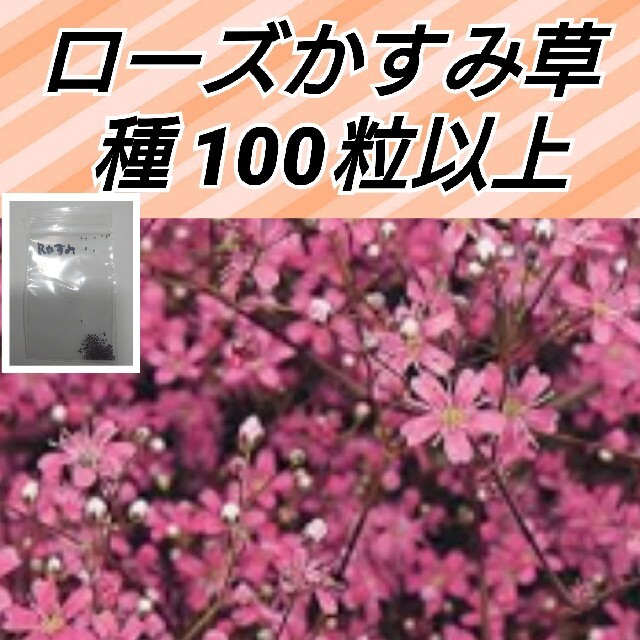 ローズかすみ草 花種100粒以上 ハンドメイドのフラワー/ガーデン(プランター)の商品写真