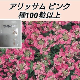 アリッサム ディープピンク 種100粒以上(プランター)