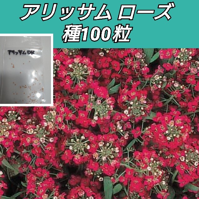 アリッサム ディープローズ 種100粒以上 ハンドメイドのフラワー/ガーデン(プランター)の商品写真