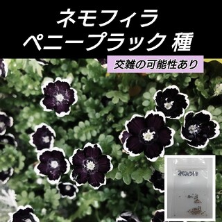 ネモフィラ ペニーブラック 花種60粒（自家採取）(プランター)