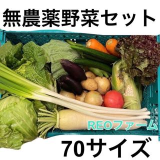 愛知県産　野菜　詰め合わせ　セット　70サイズ(野菜)