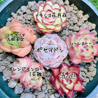 多肉植物 韓国苗 6種セットの通販 by 20190120's shop|ラクマ KJ02 カレン 韓国苗 花の饗宴 多肉植物 エケベリア