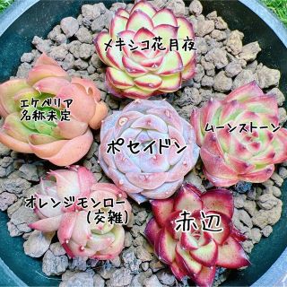 2 オーサァム 韓国苗 多肉植物 - daterightstuff.com