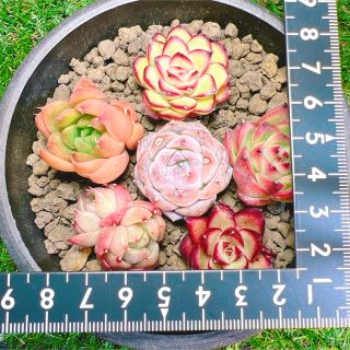 新入荷❗️多肉植物 エケベリア  アモールファティ 韓国苗 美苗 #644