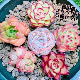 2-7❤新品限定❤ 韓国苗 多肉植物美苗 交配種 200苗 2-4CM