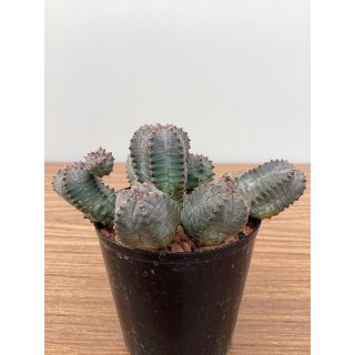 多肉植物　ユーフォルビア　オベサブロー(その他)