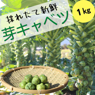 【この時期 限定！】野菜の女王様『芽キャベツ』 1kg(野菜)