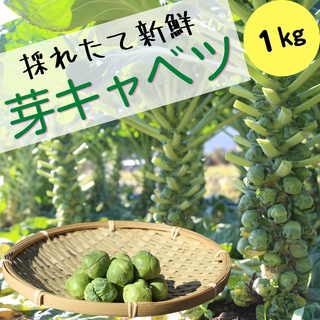 【この時期 限定！】野菜の女王様『芽キャベツ』 1kg(野菜)