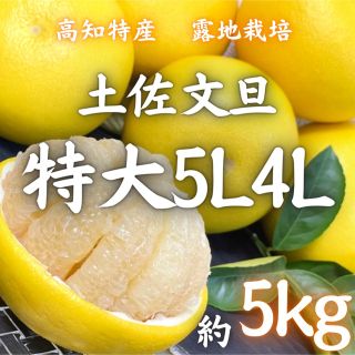 高知特産 露地栽培 土佐文旦 文旦 約5kg 特大サイズ(フルーツ)