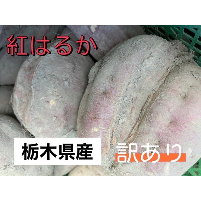 訳あり　栃木県産紅はるか　べにはるか　さつまいも　薩摩芋　10キロ　10kg 食品/飲料/酒の食品(野菜)の商品写真