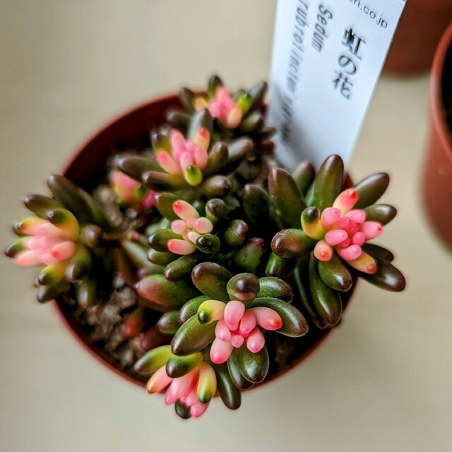 レア♪【ポットごと】 虹の花 多肉植物 セダム 紅葉 プレステラ プラ鉢 虹の玉 ハンドメイドのフラワー/ガーデン(その他)の商品写真