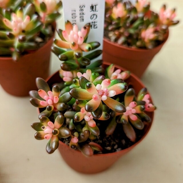 レア♪【ポットごと】 虹の花 多肉植物 セダム 紅葉 プレステラ プラ鉢 虹の玉 ハンドメイドのフラワー/ガーデン(その他)の商品写真