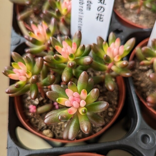 レア♪【ポットごと】 虹の花 多肉植物 セダム 紅葉 プレステラ プラ鉢 虹の玉 ハンドメイドのフラワー/ガーデン(その他)の商品写真