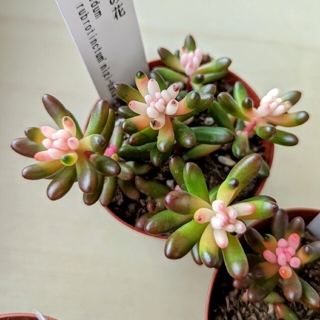 レア♪【ポットごと】 虹の花 多肉植物 セダム 紅葉 プレステラ プラ鉢 虹の玉 ハンドメイドのフラワー/ガーデン(その他)の商品写真