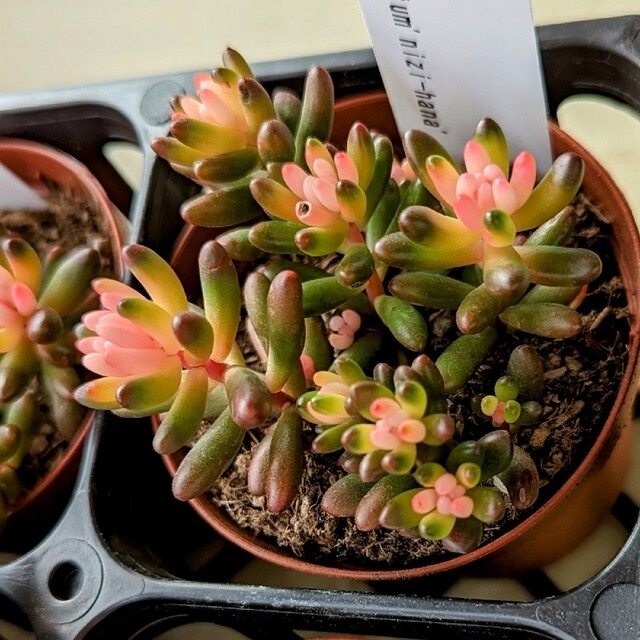 レア♪【ポットごと】 虹の花 多肉植物 セダム 紅葉 プレステラ プラ鉢 虹の玉 ハンドメイドのフラワー/ガーデン(その他)の商品写真