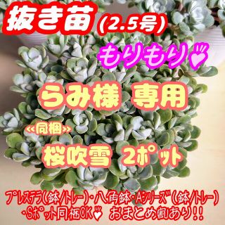 【抜き苗】白雪ミセバヤ ケープブランコ 多肉植物セダム紅葉 プレステラ プラ鉢(その他)