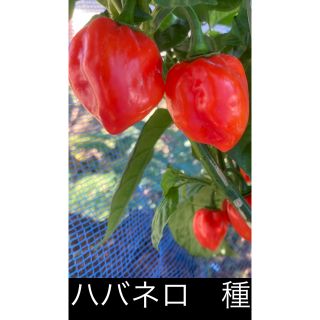 送料無料‼️ハバネロ種30粒(野菜)