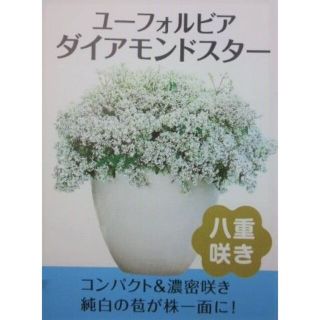 ユーフォルビア ダイアモンドスター　苗　花木・観賞・観葉植物(その他)