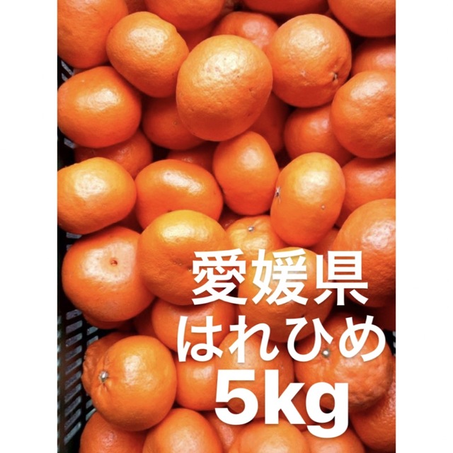 愛媛県産　はれひめ　柑橘　5kg 食品/飲料/酒の食品(フルーツ)の商品写真