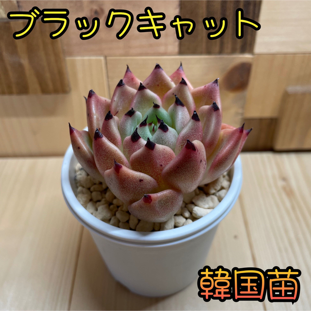 【美爪】ブラックキャッツ 韓国苗 ハンドメイドのフラワー/ガーデン(その他)の商品写真