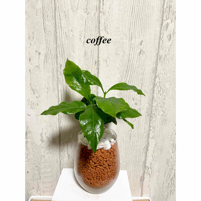 コーヒーの木　観葉植物　ハイドロカルチャー　セラミス ハンドメイドのフラワー/ガーデン(ドライフラワー)の商品写真