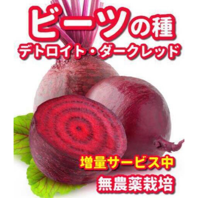 ビーツの種デトロイトダークレッド【200粒以上】★無農薬栽培の種・増量サービス中 食品/飲料/酒の食品(野菜)の商品写真