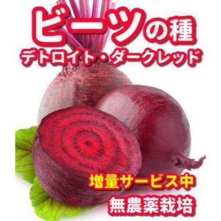 ビーツの種デトロイトダークレッド【200粒以上】★無農薬栽培の種・増量サービス中(野菜)